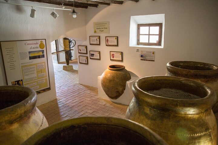Guided tour of the Museum of Olive Culture Oil Tasting