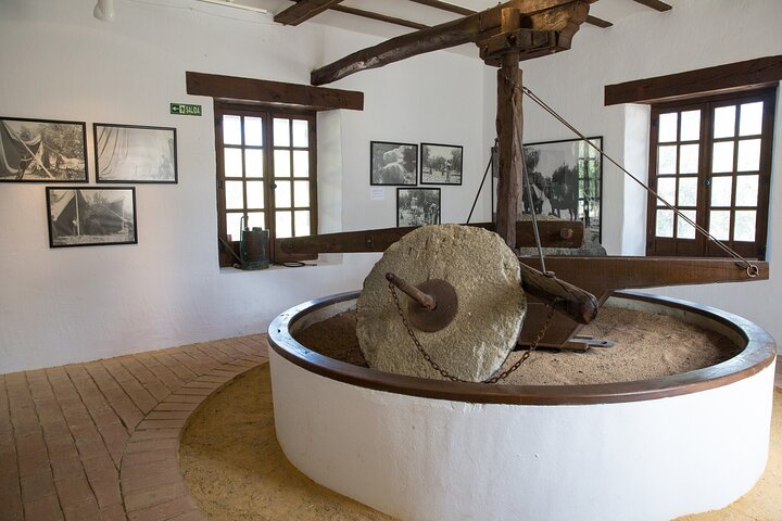 Guided tour of the Museum of Olive Culture Oil Tasting