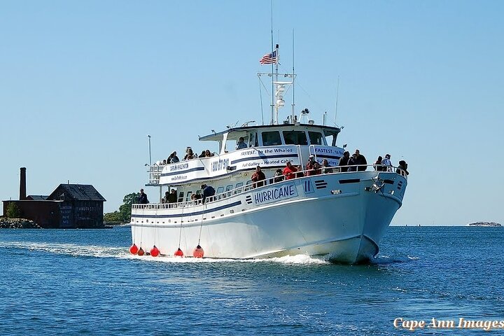 Whale Watching Tour in Gloucester