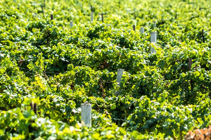 Boise River Urban Wine Walk: Sip & Stroll Through Urban Wineries