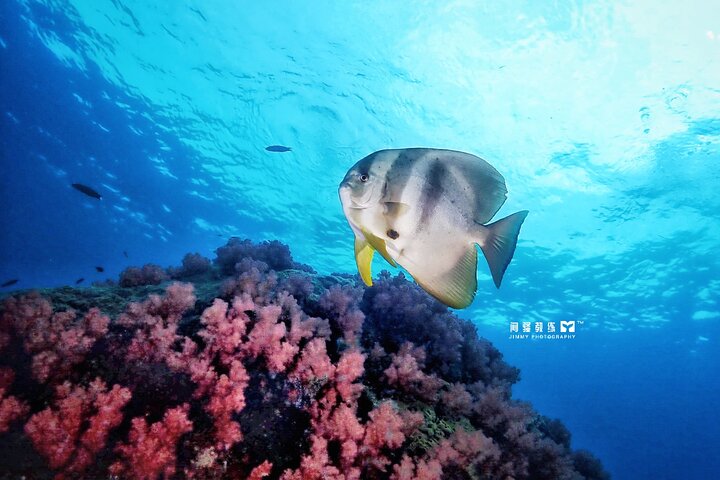 Miri Coral Reef Day Dive