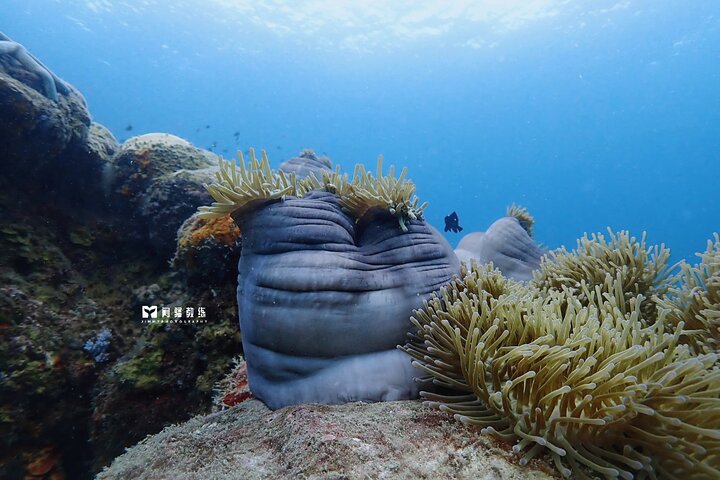 Miri Coral Reef Day Dive