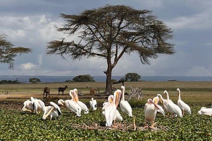 Day Trip to Hell's Gate and Lake Naivasha Boat Ride from Nairobi