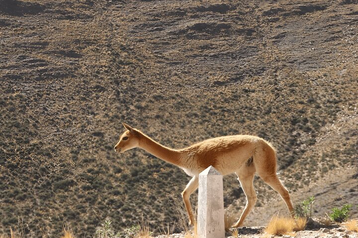 From Jujuy: Full-Day Tour to Salinas Grandes and Purmamarca