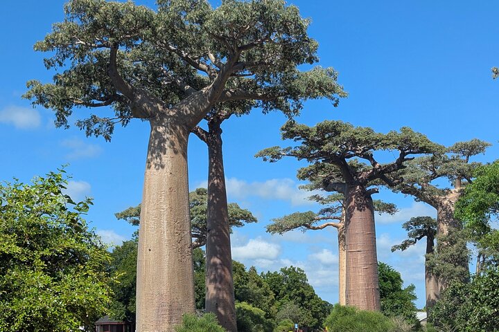 Tsingy tour 3 days start in Morondava