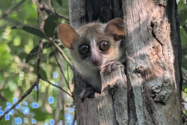 Tsingy tour 3 days start in Morondava