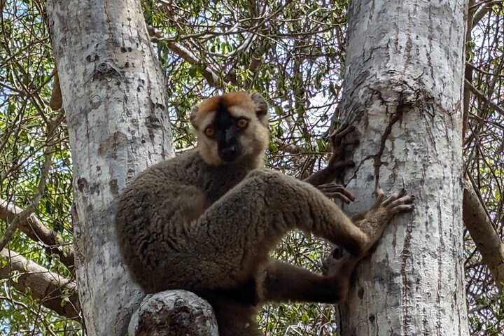Tsingy tour 3 days start in Morondava