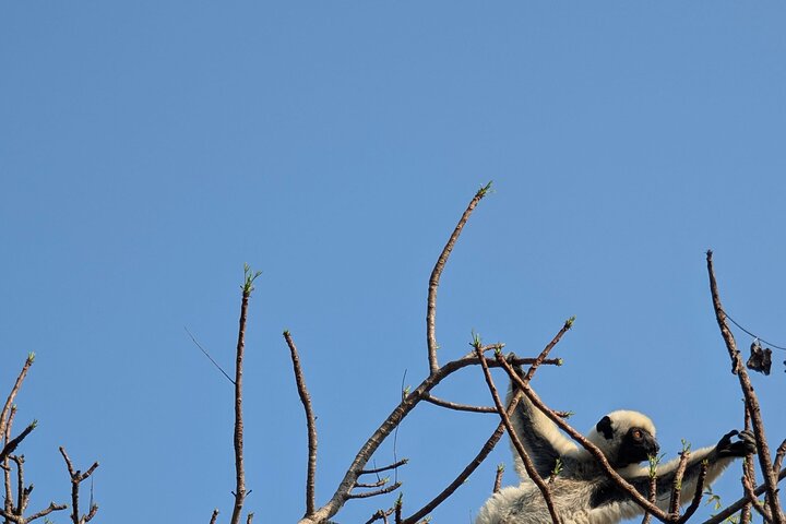 Tsingy tour 3 days start in Morondava