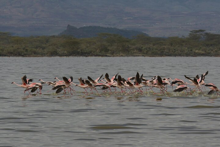 Lake Nakuru National Park Full Day Tour from Nairobi