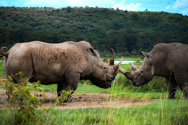 Lake Nakuru National Park Full Day Tour from Nairobi