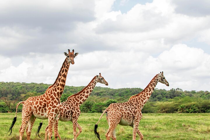 Day Tour to Maasai Mara Reserve From Nairobi