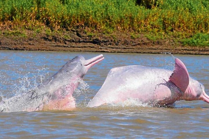 Iquitos: 2 Day Amazon Rainforest Discovery - Iquitos Jungle Tour