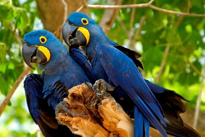 Iquitos: 2 Day Amazon Rainforest Discovery - Iquitos Jungle Tour