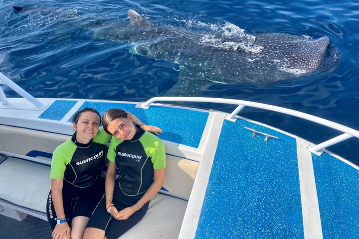 Whale Shark Tour from Cancun, Playa del Carmen, Tulum and Riviera Maya