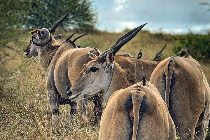 Private Safari Tour : Nairobi National Park