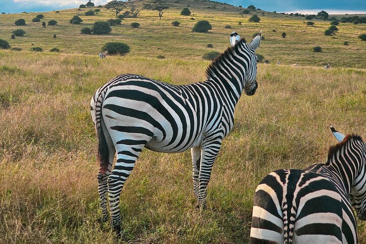 Private Safari Tour : Nairobi National Park