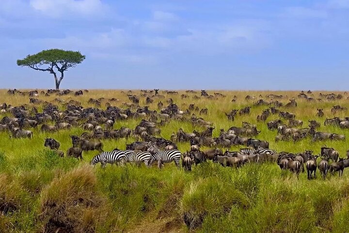 Private Safari Tour : Nairobi National Park