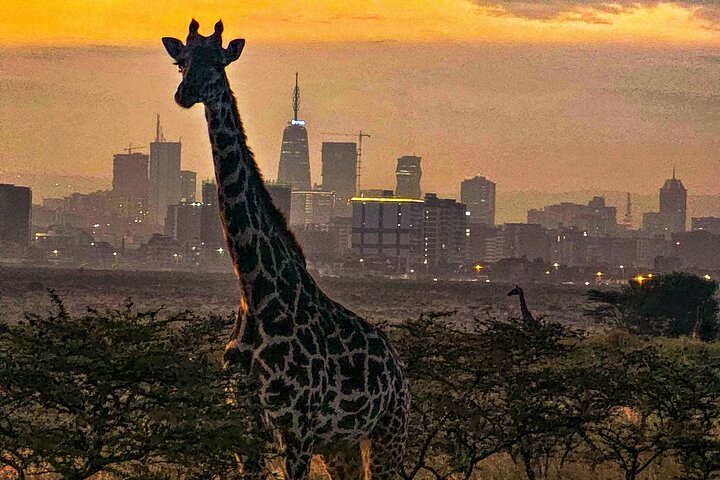 Private Safari Tour : Nairobi National Park