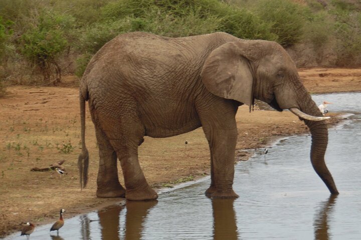 Hluhluwe-iMfolozi Park - Exclusive Full Day Safari