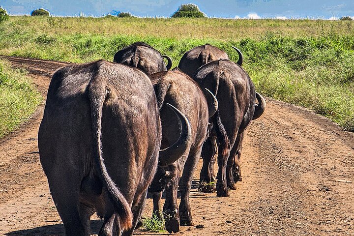 Private Safari Tour : Nairobi National Park