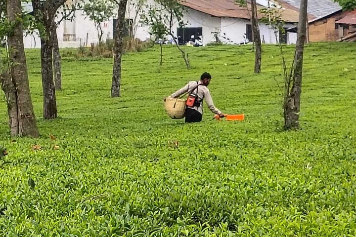 Guided Tour to Palampur-Monasteries, Temple & Tea Gardens visit
