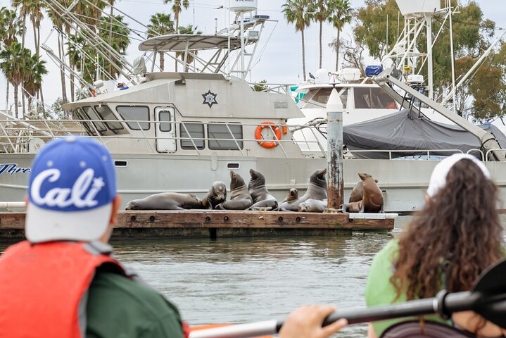 Dana Point Kayak and Hike to sea cave with Sea Lion Sightings