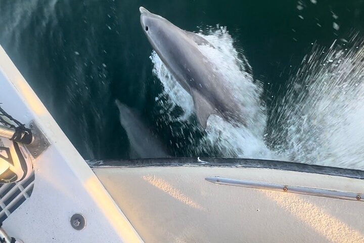 Pensacola Beach Dolphin Cruise + Beach Stop + Reef Snorkeling