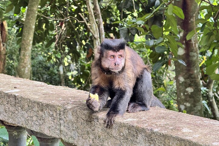 Rio: Tijuca Rainforest Hike, Wildlife, Waterfalls & Caves