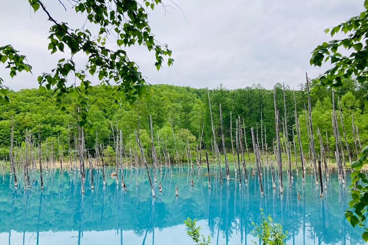 Wherever you want! 1-Day Private Tour from Sapporo to Furano more