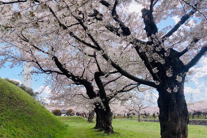 Wherever you want! 1-Day Private Tour from Sapporo to Furano more