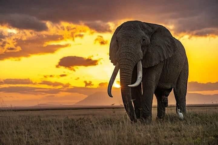 2 Days 1 Night tour to the Amboseli National Park.