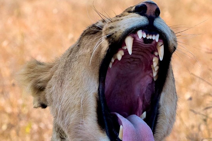 2 Days 1 Night tour to the Amboseli National Park.