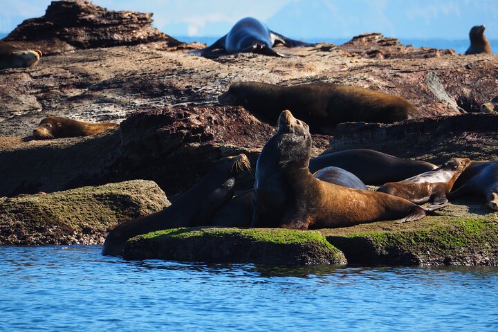 Coronado Island tour and swim with the sea lions