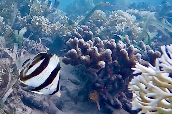 A Bocas Mangrove Kayak & Reef Snorkel Eco Tour