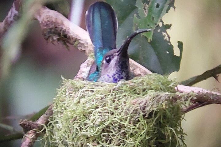 Guided tour in the Curicancha Reserve