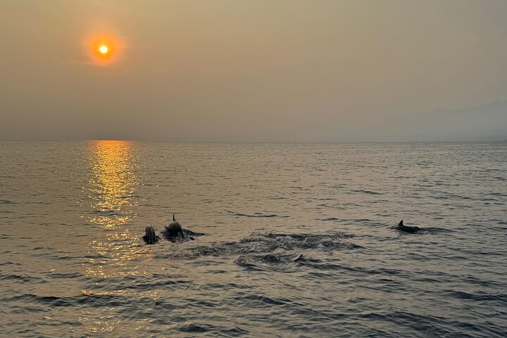 Sustainable Dolphin Watching in Pemuteran