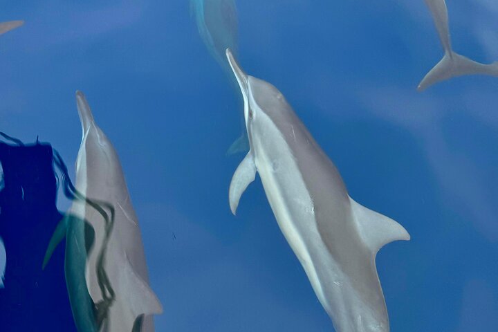 Sustainable Dolphin Watching in Pemuteran