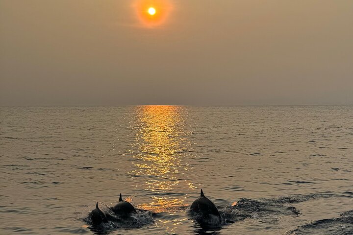 Sustainable Dolphin Watching in Pemuteran