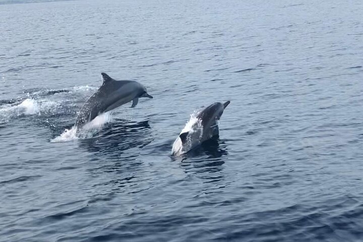 Sustainable Dolphin Watching in Pemuteran