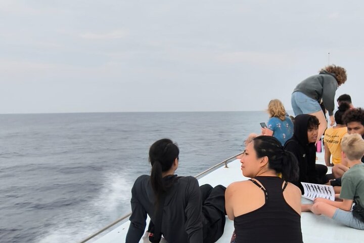 Sustainable Dolphin Watching in Pemuteran