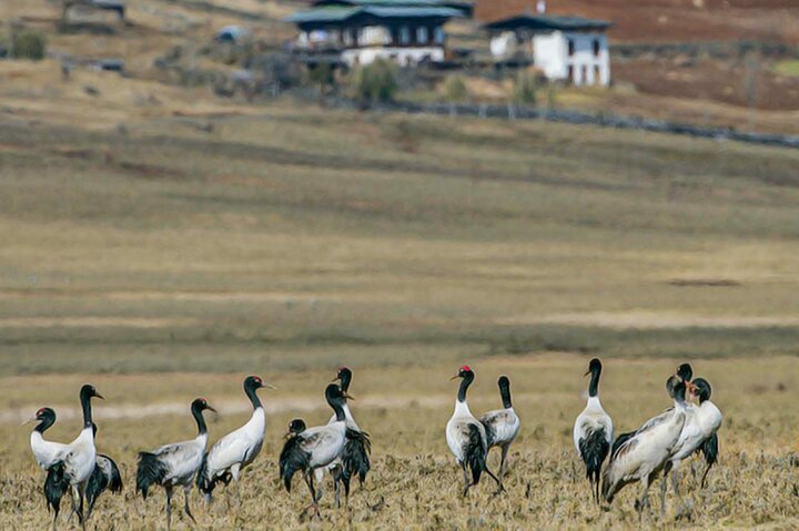 7 Days Shared Bhutan Guided Tour from Thimphu