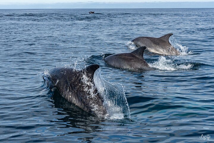 Explore the Wild Beauty of the Basque Coast by Boat