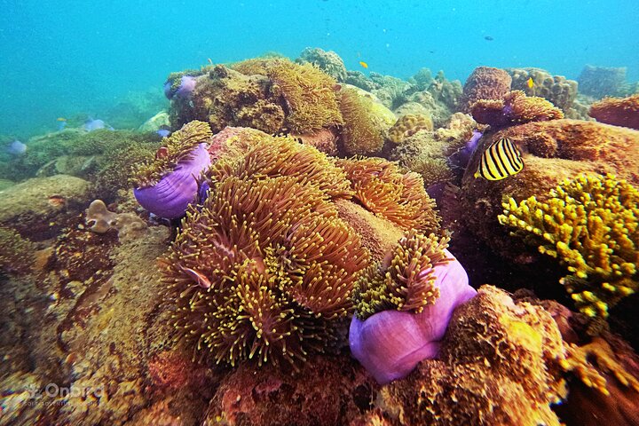 OnBird - Private family KID-FRIENDLY Snorkeling trip by speedboat in Phu Quoc