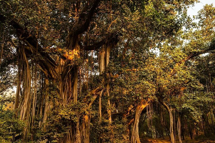 Ranthambore National Park