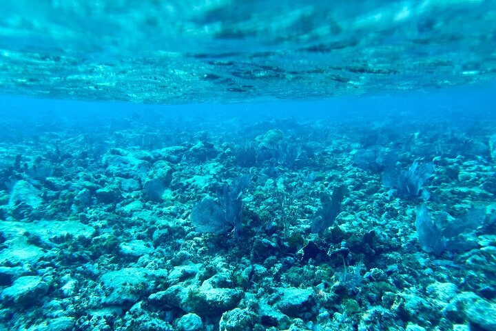 Key Largo Coral Reef Half Day Snorkel Trip