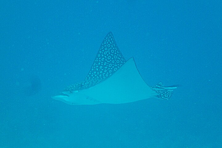 Key Largo Coral Reef Half Day Snorkel Trip