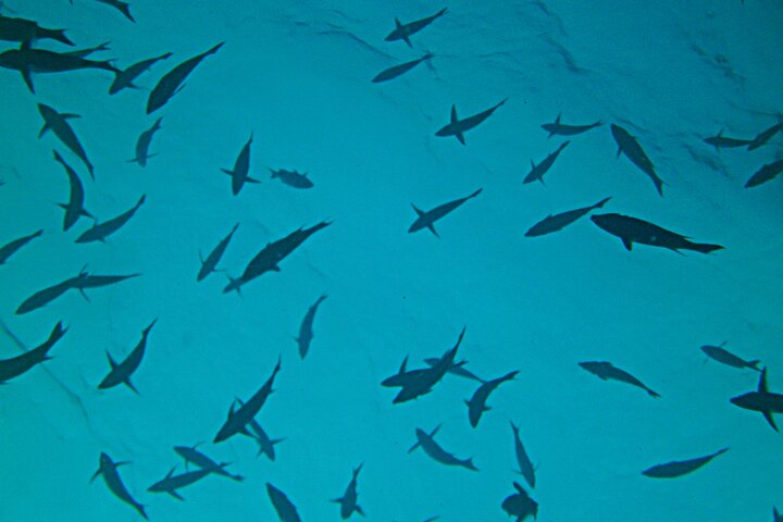 Key Largo Coral Reef Half Day Snorkel Trip