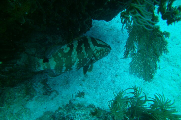 Key Largo Coral Reef Half Day Snorkel Trip