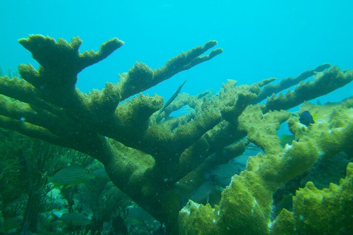 Key Largo Coral Reef Half Day Snorkel Trip