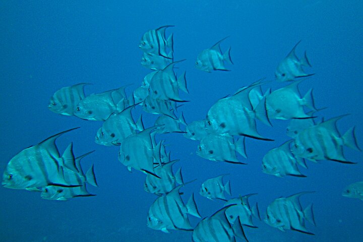 Key Largo Coral Reef Half Day Snorkel Trip
